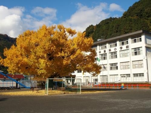 中藁科小学校のイチョウ