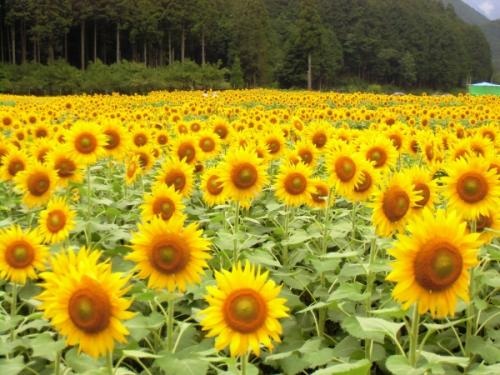 玉川（桂山）のひまわり畑