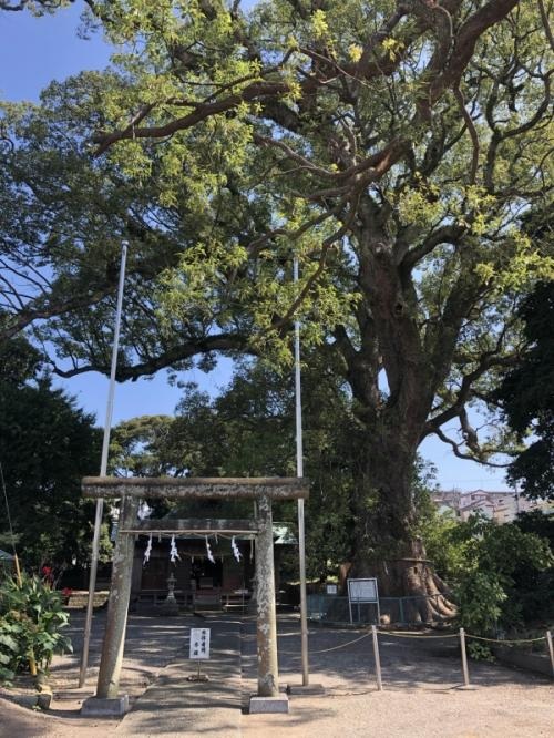 伊勢神明社の大楠