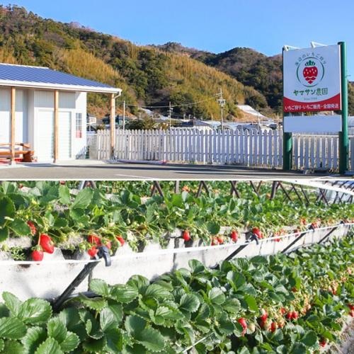 ヤマサン農園・夢苺
