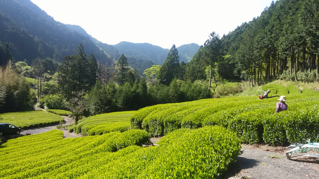 清照由苑（せいしょうゆえん）