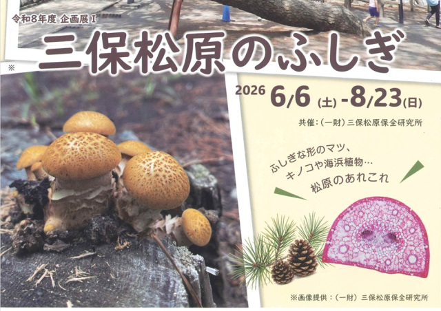 みほしるべ企画展Ⅰ『三保松原のふしぎ』