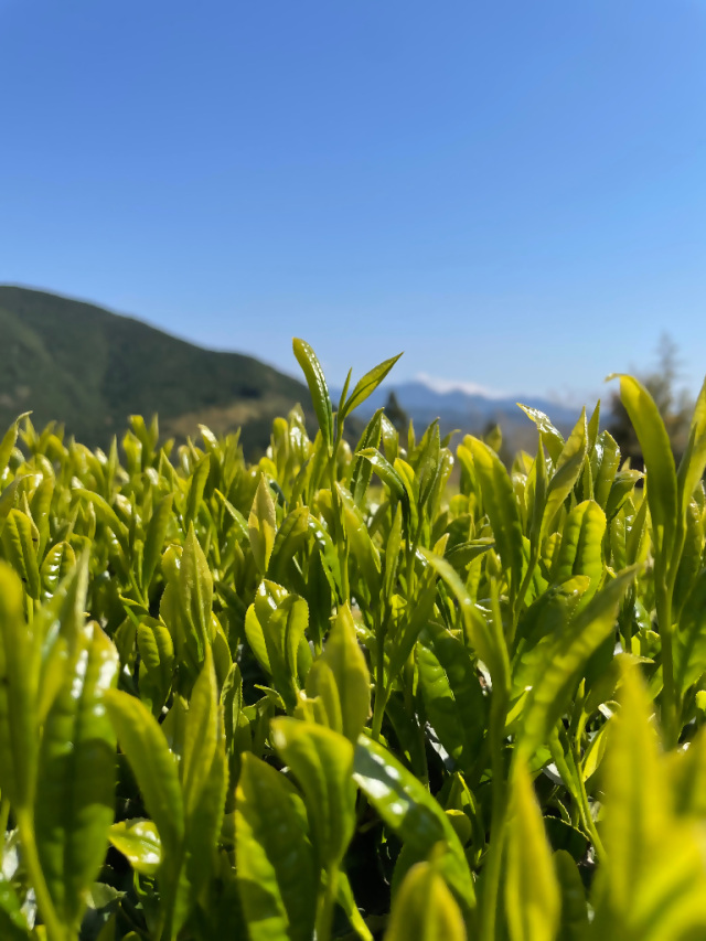 斉藤茶園