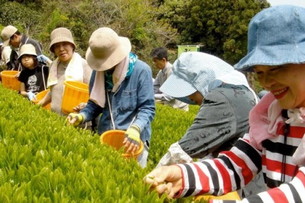 お茶どころ体験